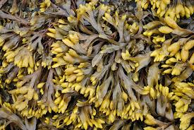 rockweed